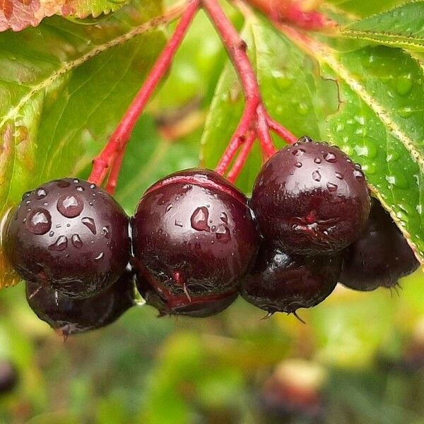 Aronia melanocarpa Φρούτο