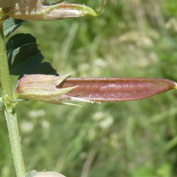 Vicia pyrenaica Vili