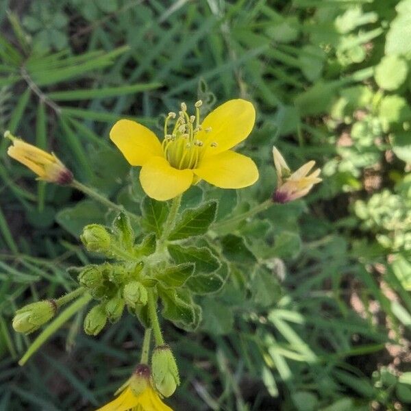 Cleome viscosa Flor