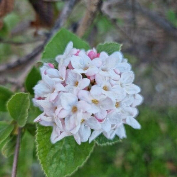 Viburnum carlesii Flors