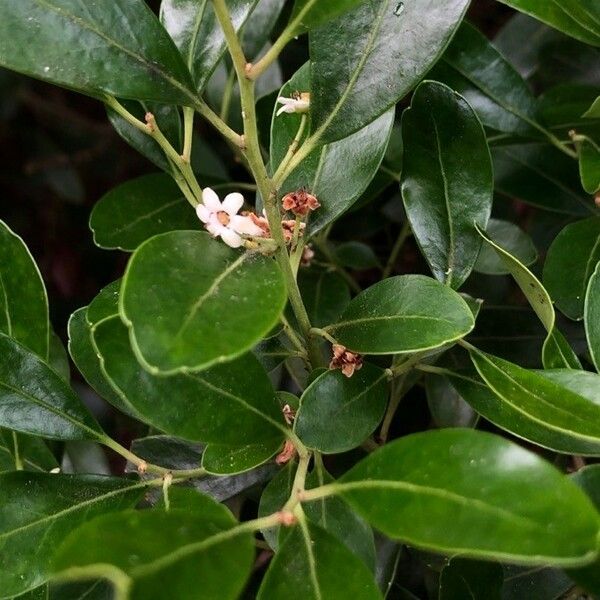 Ilex glabra Blomma