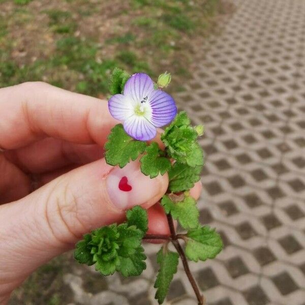 Veronica agrestis Fiore