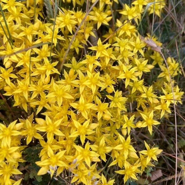 Sedum acre Fleur