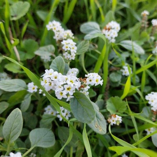 Heliotropium europaeum Flower