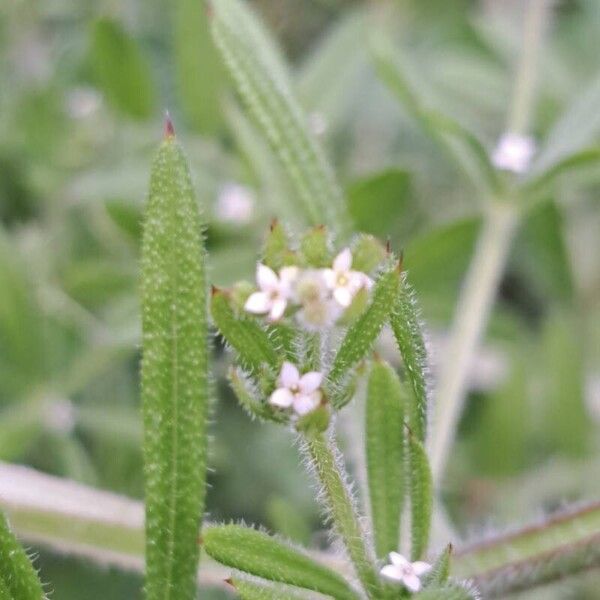 Galium aparine Flower