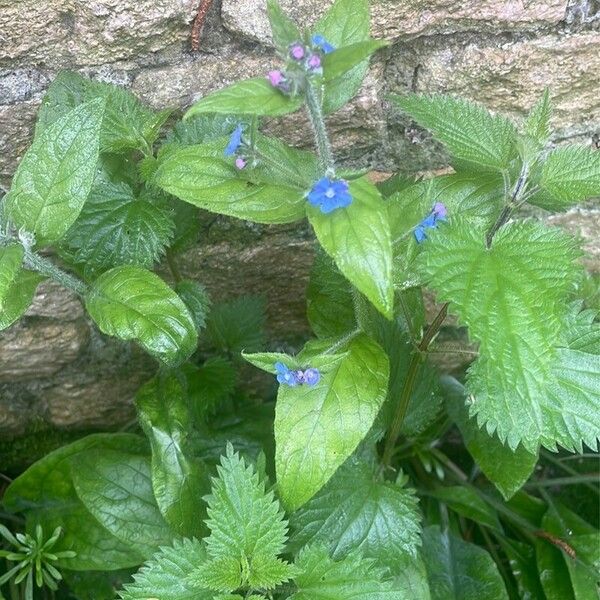 Pentaglottis sempervirens ᱥᱟᱠᱟᱢ