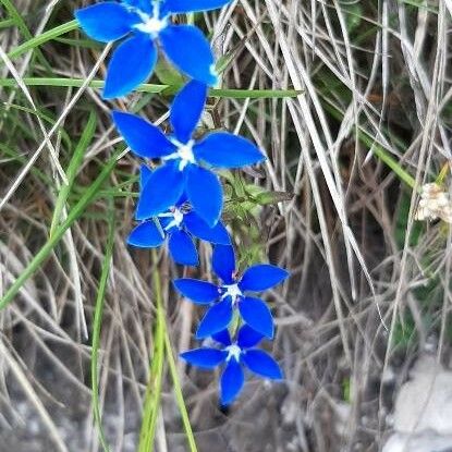 Gentiana utriculosa Virág