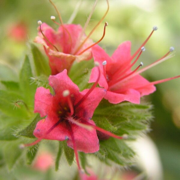 Echium wildpretii 花