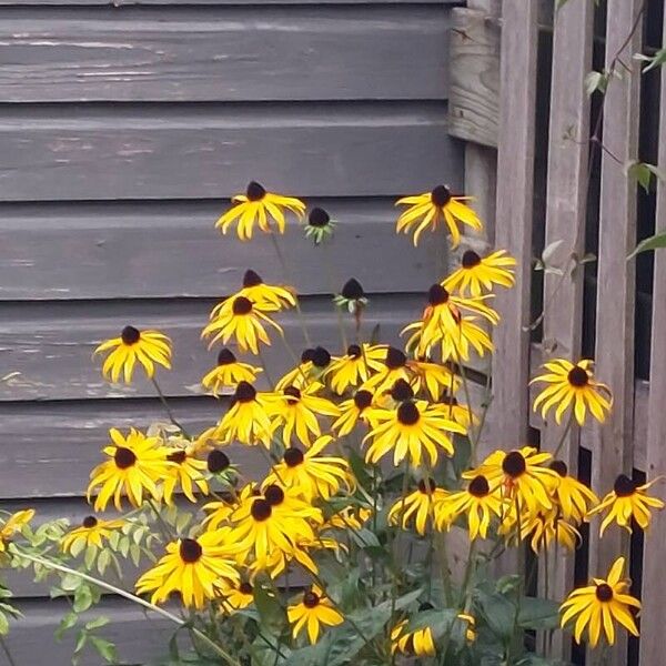 Rudbeckia fulgida Flower