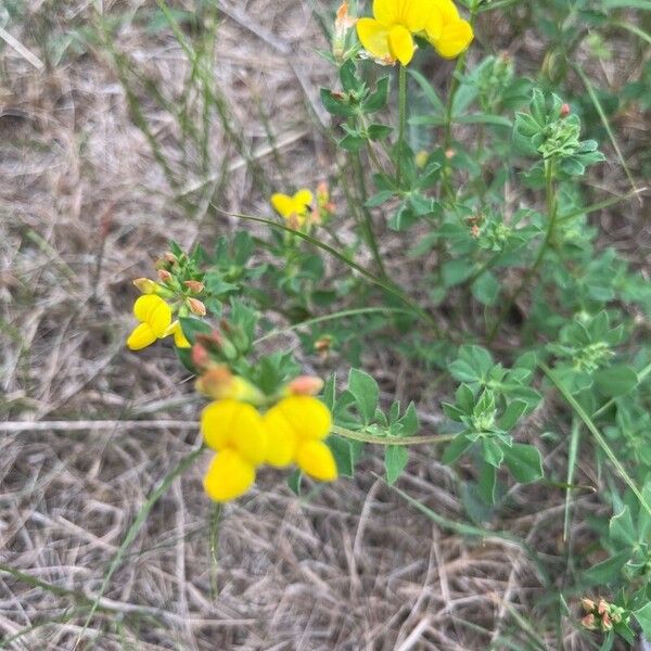 Lotus corniculatus Цвят