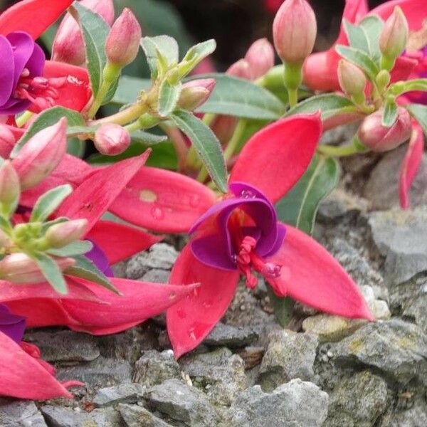 Fuchsia magellanica Flower