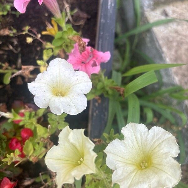 Petunia × atkinsiana Flower