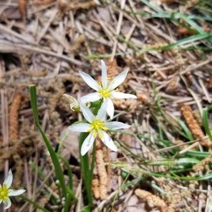 Nothoscordum bivalve Květ