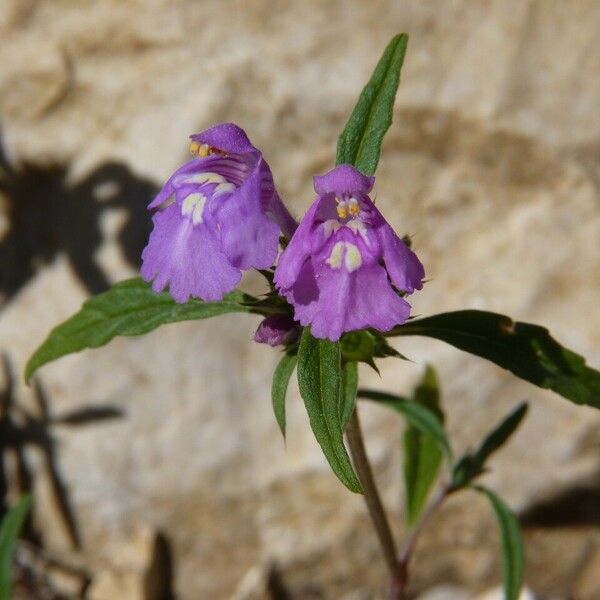 Galeopsis angustifolia Fleur