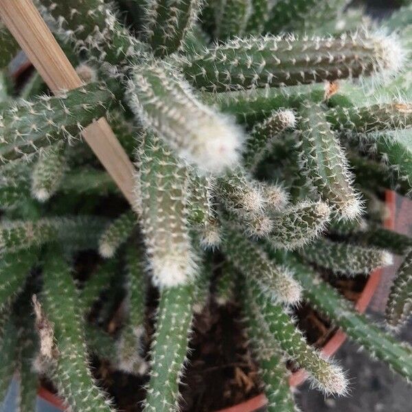 Echinopsis chamaecereus 葉