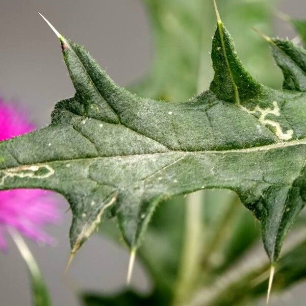 Cirsium vulgare Φύλλο