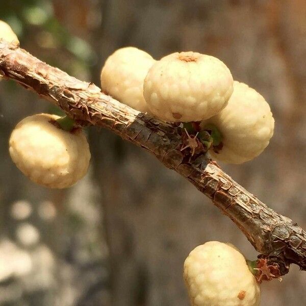 Ficus salicifolia Vili