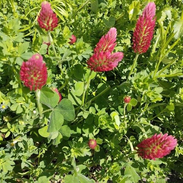 Trifolium incarnatum Blodyn