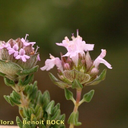 Thymus camphoratus Ďalší