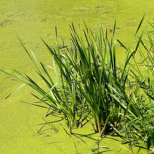 Acorus calamus Feuille