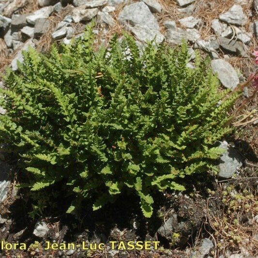 Woodsia alpina Vivejo