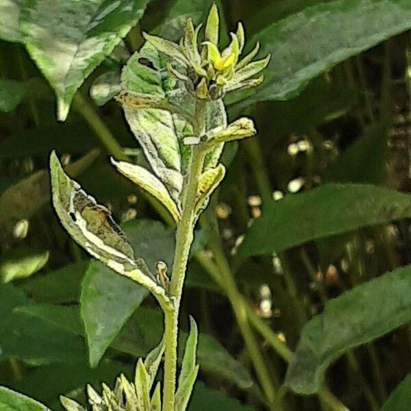 Helianthus × laetiflorus 花