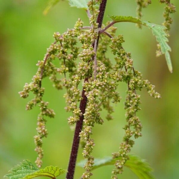 Urtica dioica Ліст