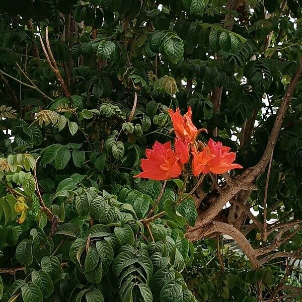 Spathodea campanulata Flor