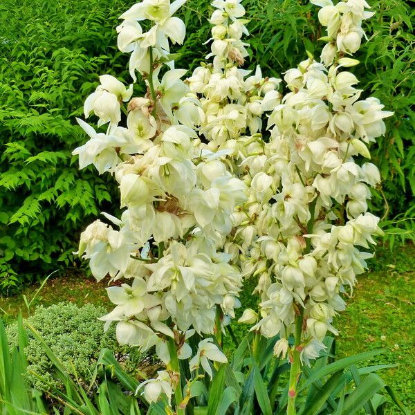 Yucca filamentosa 花