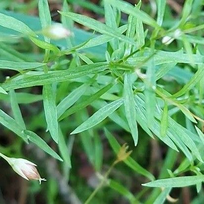 Stellaria longifolia Õis