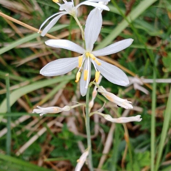 Anthericum liliago Flor