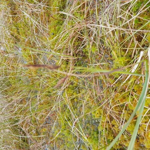 Carex limosa Flower