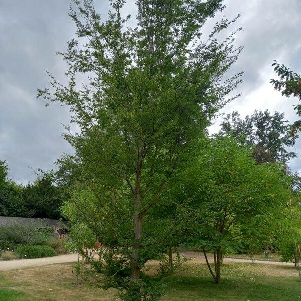 Zelkova sinica (Chinese zelkova)