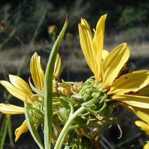 Helianthus californicus Цвят