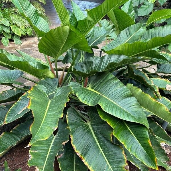 Philodendron davidsonii Yaprak