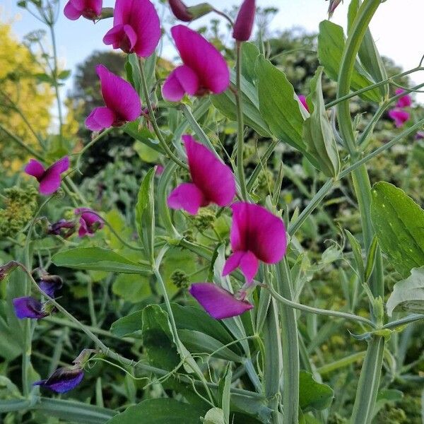 Lathyrus tingitanus Flower