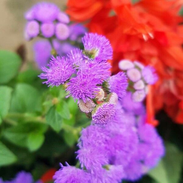 Ageratum houstonianum Çiçek