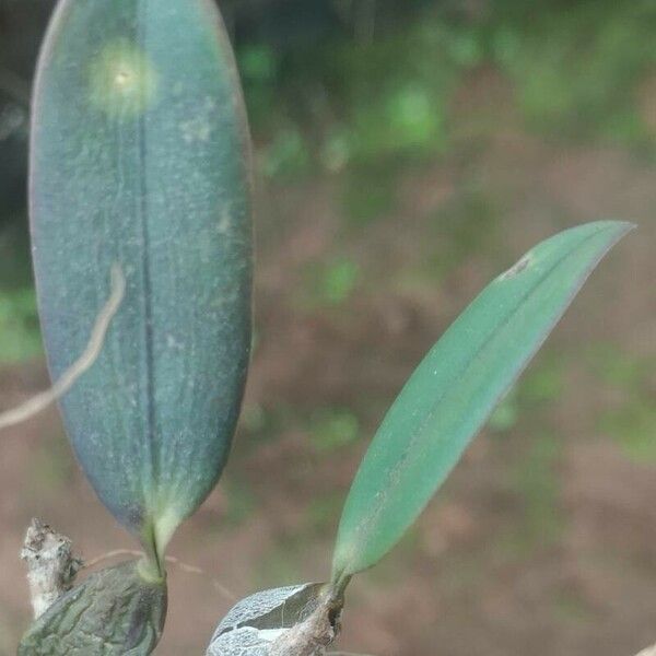 Bulbophyllum oxychilum Blad