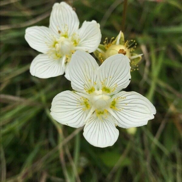 Parnassia palustris Květ