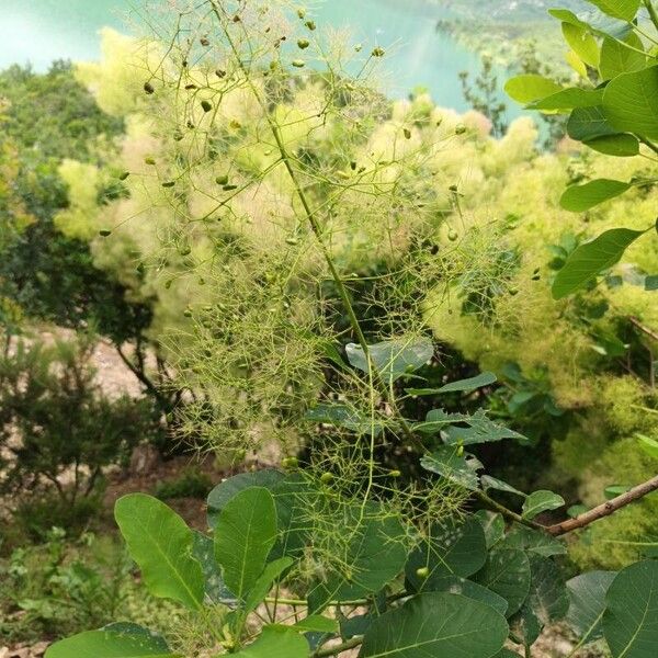 Cotinus coggygria पत्ता