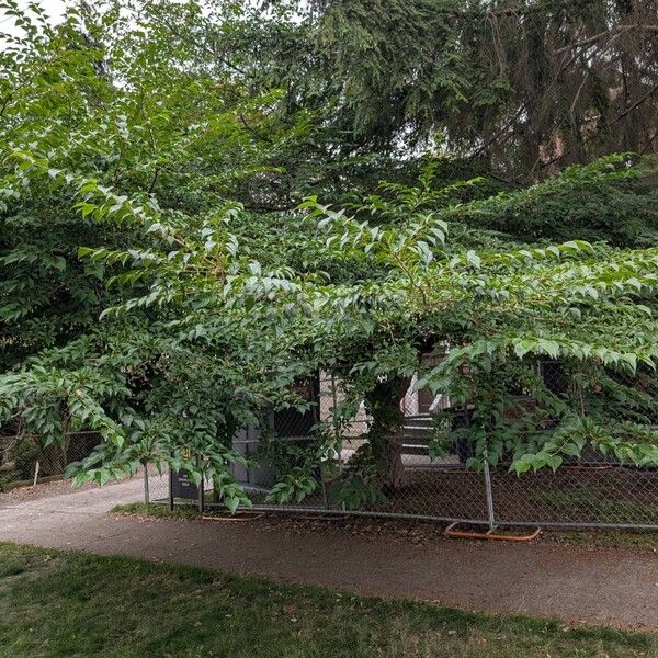 Styrax japonicus Habitus