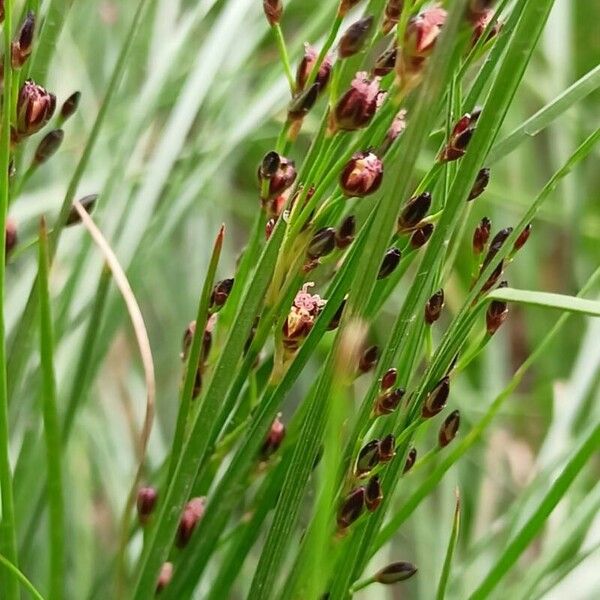 Juncus gerardi Foglia