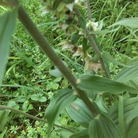 Veratrum californicum خشب