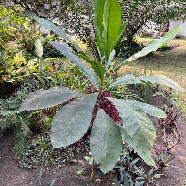 Ficus pseudopalma Fuelha