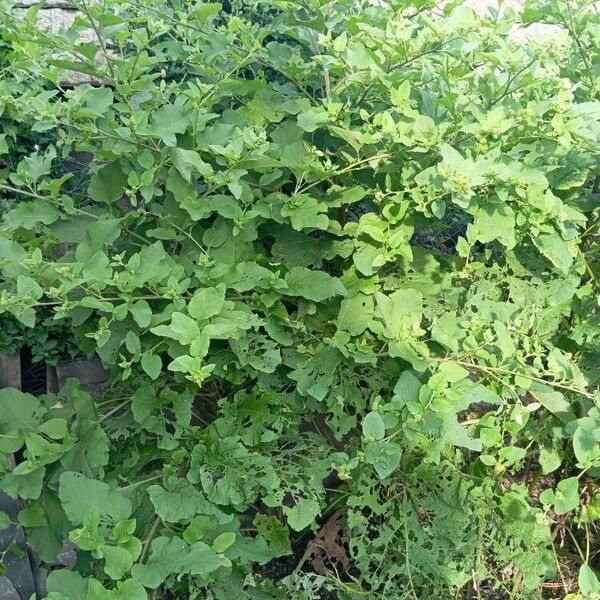 Arctium minus Fuelha