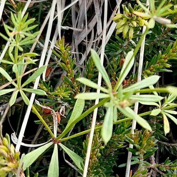 Galium anisophyllon Frunză