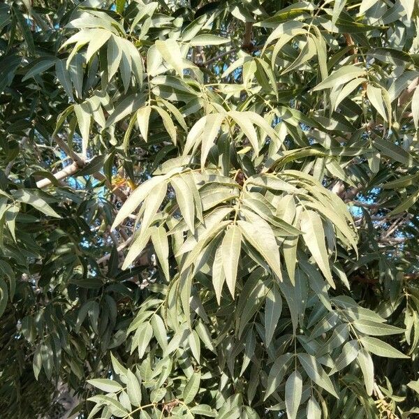 Carya illinoinensis Blad