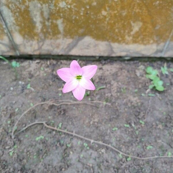 Zephyranthes rosea Flower