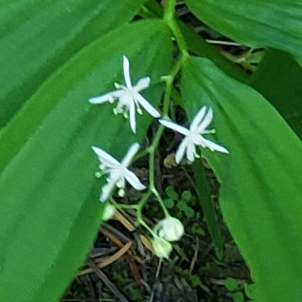 Maianthemum stellatum Flower