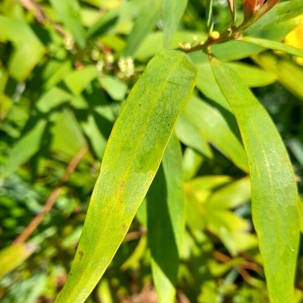 Hakea salicifolia Leaf